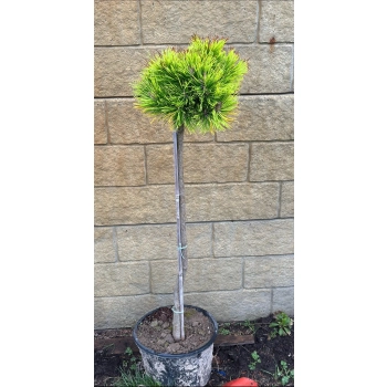 SOSNA GOLDEN ŻÓŁTA szczepiona na pniu kulista sadzonki - 90 / 120cm